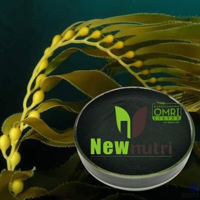 100 Mesh 100% Water Soluble Kelp Extract Fertilizer