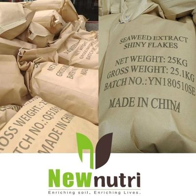 100 Mesh 100% Water Soluble Kelp Extract Fertilizer