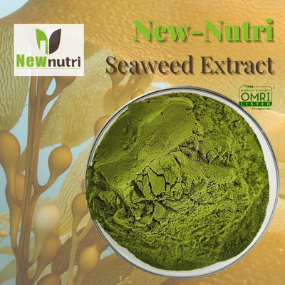 Green Water Soluble PH 7 Seaweed Extract Powder