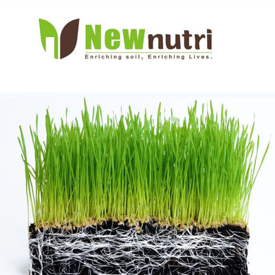 Pollution Free Green 40% Seaweed Extract Liquid Fertilizer