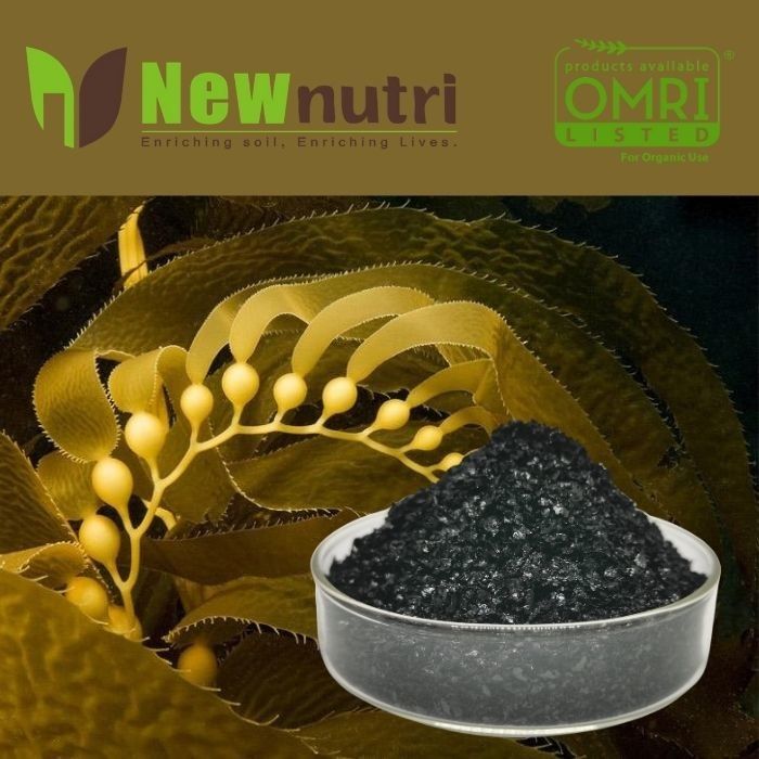 OMRI 16% Potassium Seaweed Extract Powder Fertilizer