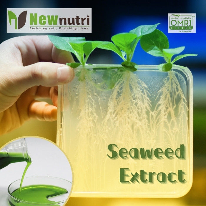 Pollution Free Green 40% Seaweed Extract Liquid Fertilizer
